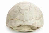 Inflated Fossil Tortoise (Stylemys) - South Dakota #355526-4
